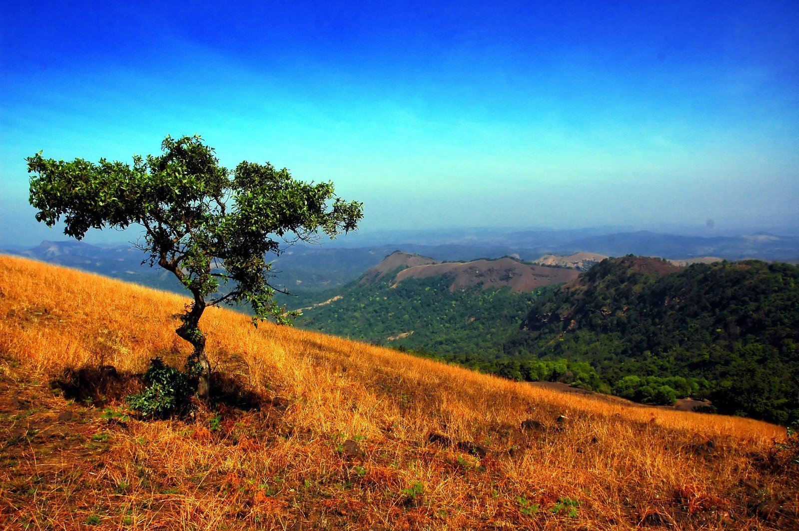 Product Selenium zi2dp9ekt6